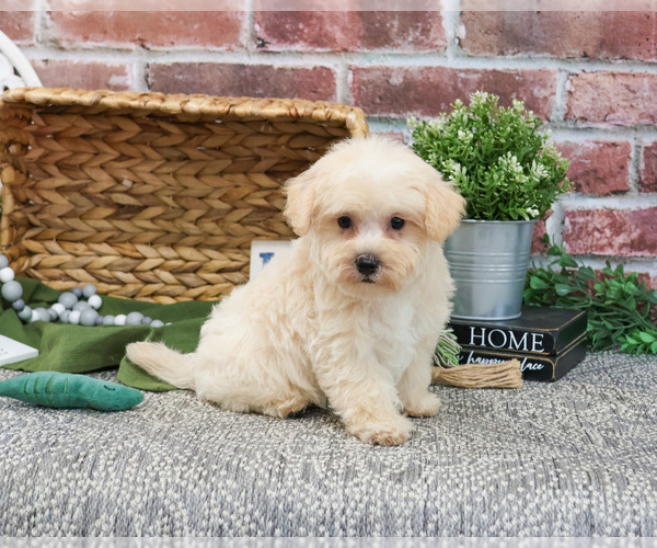 Medium Photo #24 Poodle (Toy)-West Highland White Terrier Mix Puppy For Sale in SYRACUSE, IN, USA