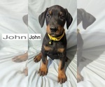 Small #4 Doberman Pinscher