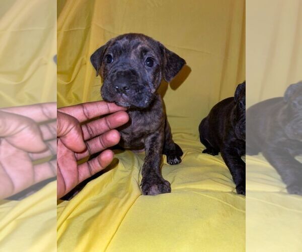 View Ad American Pit Bull TerrierCane Corso Mix Puppy