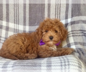 Cavapoo-Poodle (Miniature) Mix Puppy for sale in LAKELAND, FL, USA