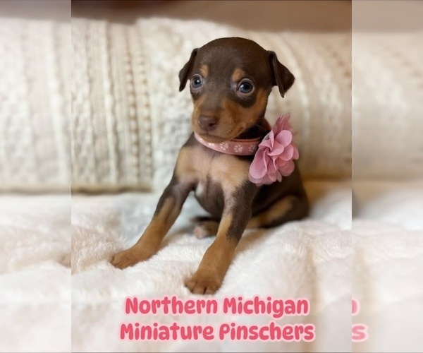 Medium Photo #1 Miniature Pinscher Puppy For Sale in HONOR, MI, USA