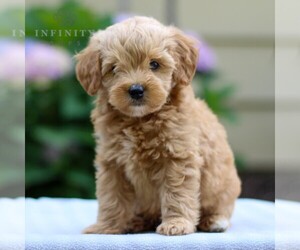 Goldendoodle (Miniature) Puppy for sale in NARVON, PA, USA