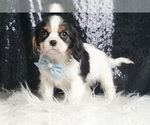 Puppy Titus AKC Cavalier King Charles Spaniel