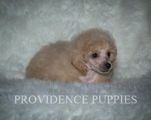 Medium Photo #28 Poodle (Miniature) Puppy For Sale in COPPOCK, IA, USA