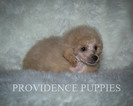 Small Photo #28 Poodle (Miniature) Puppy For Sale in COPPOCK, IA, USA