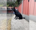 Small #9 German Shepherd Dog