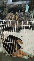 German Shepherd Dog Puppy for sale in STROUDSBURG, PA, USA