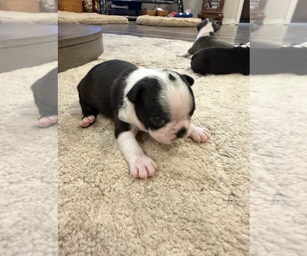 Medium Photo #9 Boston Terrier Puppy For Sale in FREDONIA, KS, USA