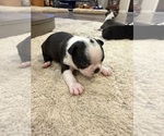 Small #8 Boston Terrier