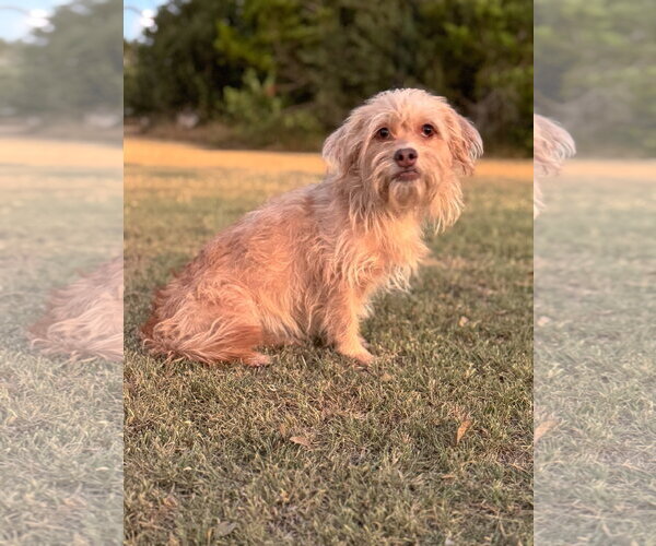 Medium Photo #3 Mutt Puppy For Sale in PIPE CREEK, TX, USA