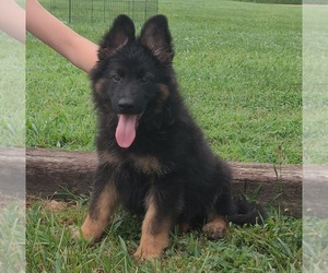 German Shepherd Dog Puppy for sale in COUCH, MO, USA