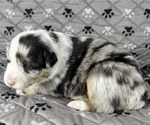 Small Photo #4 Australian Shepherd Puppy For Sale in SALISBURY, NC, USA