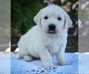 English Cream Golden Retriever Puppy for sale in SCIO, OR, USA