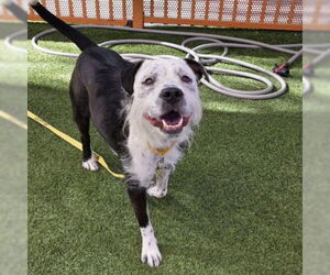 Mutt Dogs for adoption in Las Vegas, NV, USA