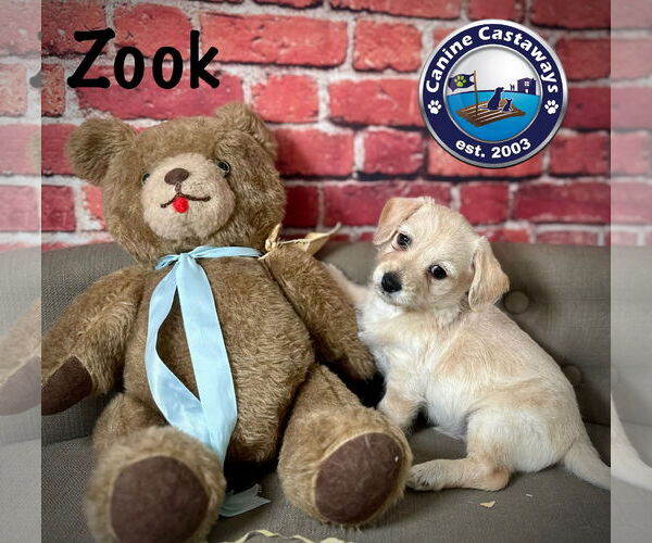 Medium Photo #6 Malchi Puppy For Sale in Arcadia, FL, USA