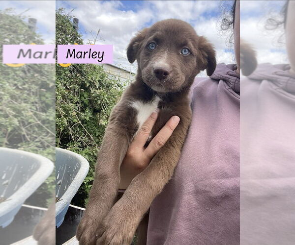 Medium Photo #1 Goberian Puppy For Sale in Brewster, NY, USA