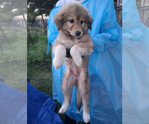 Golden Pyrenees Dogs for adoption in Grafton, WI, USA