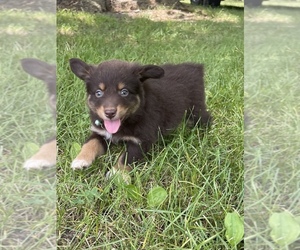 Australian Shepherd Puppy for sale in EXETER, MO, USA