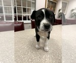 Small #9 Mutt