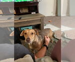 Small #2 Mutt