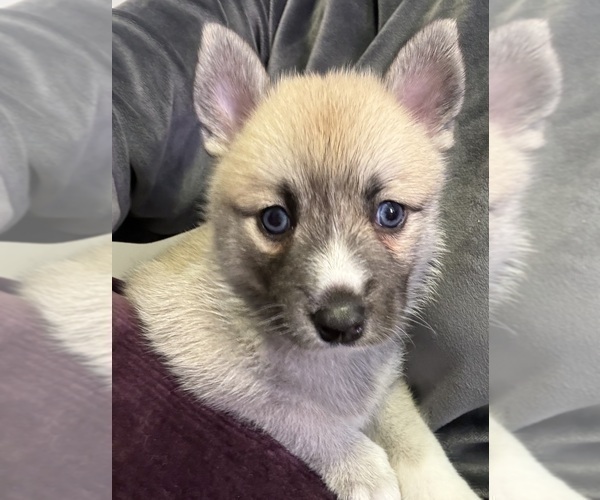 Medium Photo #20 Pomsky Puppy For Sale in LOVELAND, CO, USA