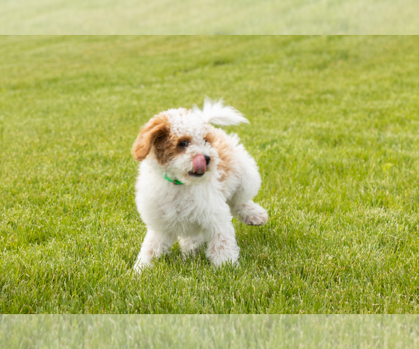 Medium Photo #3 Goldendoodle (Miniature) Puppy For Sale in WOLCOTTVILLE, IN, USA