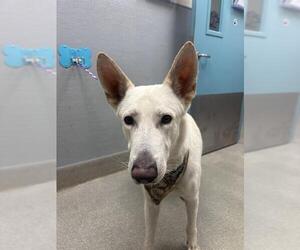 German Shepherd Dog-Unknown Mix Dogs for adoption in Las Vegas, NV, USA