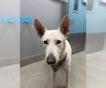 Small German Shepherd Dog Mix