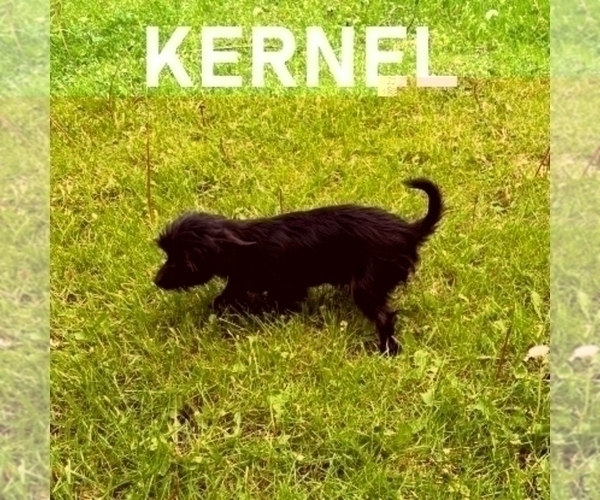 Medium Photo #6 YorkiePoo Puppy For Sale in HARTLAND, MN, USA