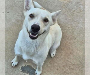 German Shepherd Dog-Unknown Mix Dogs for adoption in Oak Bluffs, MA, USA