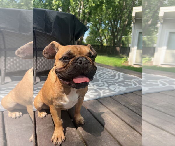 Medium Photo #4 French Bulldog Puppy For Sale in St. Louis Park, MN, USA