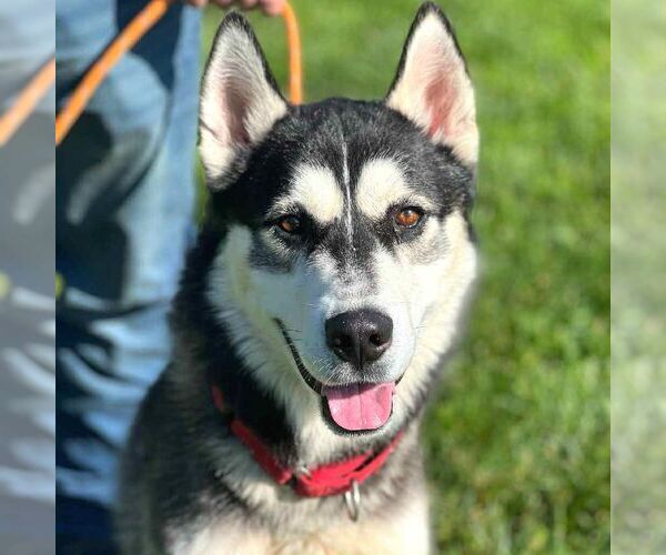 Medium Photo #1 Siberian Husky Puppy For Sale in Martinsburg, WV, USA