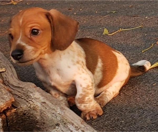 Medium Photo #2 Dachshund Puppy For Sale in CEDAR RAPIDS, IA, USA