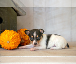 Puppy Sadie Fox Terrier (Toy)