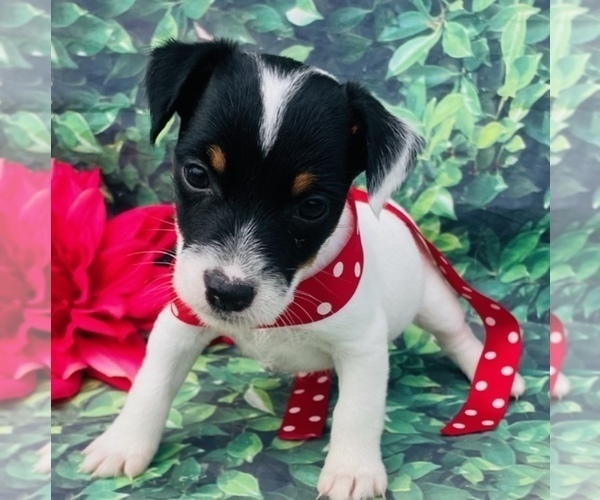 Medium Photo #7 Jack Russell Terrier Puppy For Sale in FOYIL, OK, USA