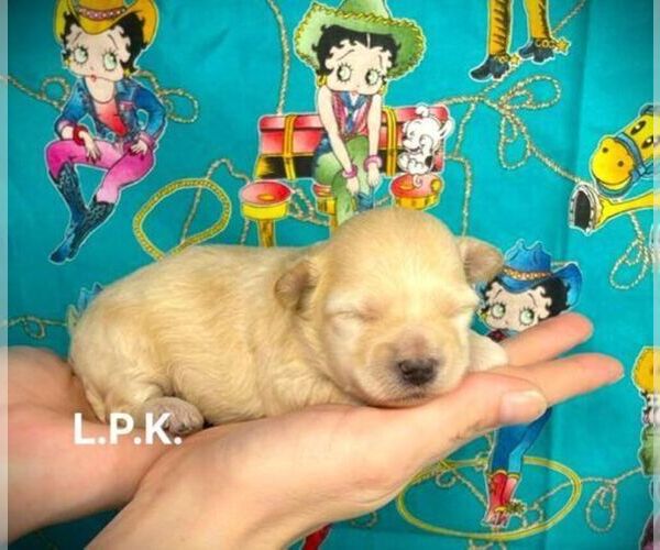 Medium Photo #1 YorkiePoo Puppy For Sale in WINNSBORO, LA, USA