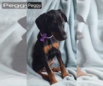 Small Photo #3 Doberman Pinscher Puppy For Sale in POMEROY, OH, USA
