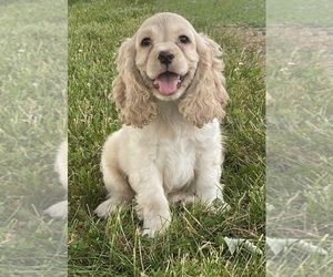 Cocker Spaniel Puppy for sale in CANOGA, NY, USA