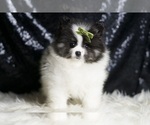 Small #4 Pomeranian