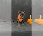 Mona - Female Mutt Dog for Adoption - Small photo