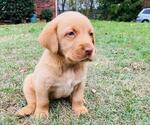 Puppy Choco Labrador Retriever