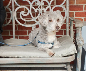 Havanese Puppy for sale in WINSTON SALEM, NC, USA