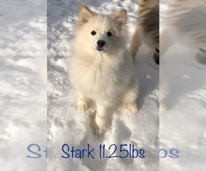 Pomsky Puppy for sale in SAVOY, MA, USA