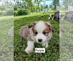 Puppy Simon Purple C Pembroke Welsh Corgi