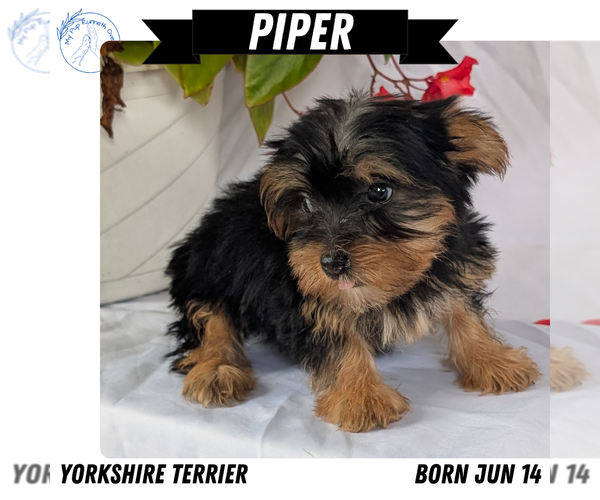 Medium Photo #9 Yorkshire Terrier Puppy For Sale in GOSHEN, IN, USA