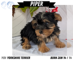 Small #8 Yorkshire Terrier