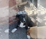 Small #1 Mutt