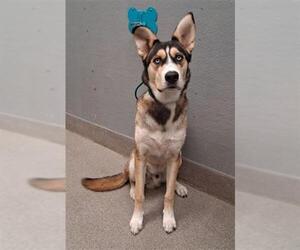 Siberian Husky-Unknown Mix Dogs for adoption in Las Vegas, NV, USA