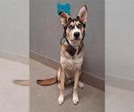 Small Siberian Husky Mix