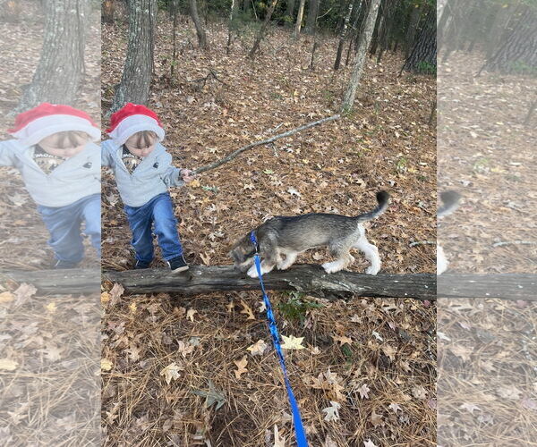 Medium Photo #10 Jack Russell Terrier-Unknown Mix Puppy For Sale in Virginia Beach, VA, USA